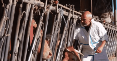 Dermatose nodulaire : urgence pour la vaccination des bovins en cours