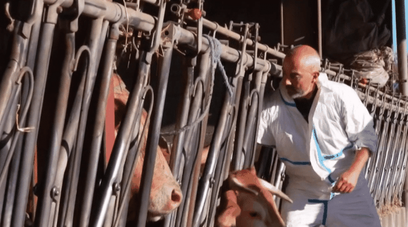 Dermatose nodulaire : urgence pour la vaccination des bovins en cours