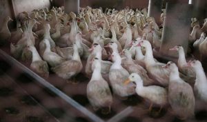 Le « vrai du faux » sur la grippe aviaire : quelques réponses sur un virus qui interroge encore