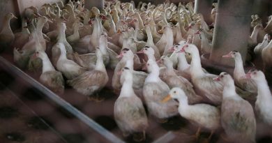 Le « vrai du faux » sur la grippe aviaire : quelques réponses sur un virus qui interroge encore