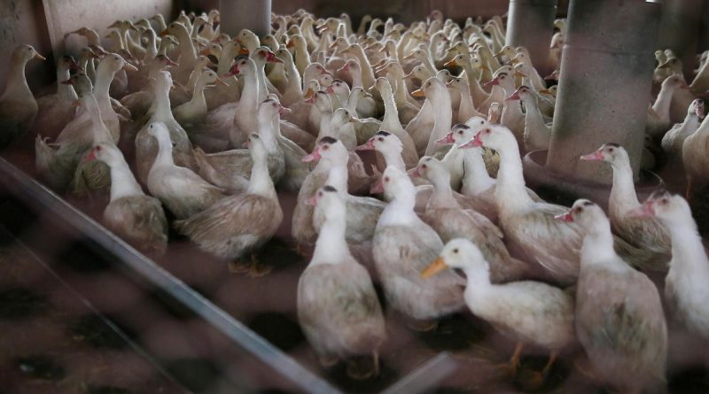 Le « vrai du faux » sur la grippe aviaire : quelques réponses sur un virus qui interroge encore