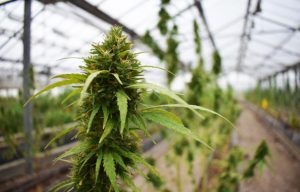 Filière chanvre : le Congrès veut poser un cadre avant de passer à l’action