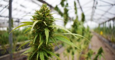 Filière chanvre : le Congrès veut poser un cadre avant de passer à l’action