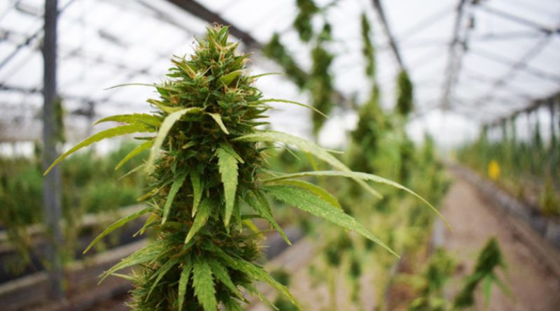 Filière chanvre : le Congrès veut poser un cadre avant de passer à l’action