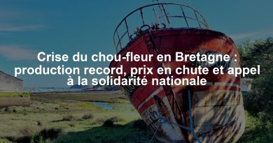 Crise du chou-fleur en Bretagne : production record, prix en chute et appel à la solidarité nationale