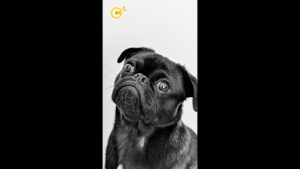 Analyse des crottes : une méthode pour sanctionner les propriétaires de chiens