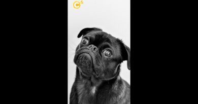 Analyse des crottes : une méthode pour sanctionner les propriétaires de chiens