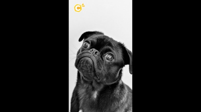 Analyse des crottes : une méthode pour sanctionner les propriétaires de chiens