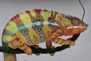 Sommeil : les reptiles partagent un rythme essentiel « ultralent » avec les humains