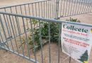 Sapin de Noël : pour éviter amende ou facture «salée» voici les points et dates de collecte à Gournay-en-Bray