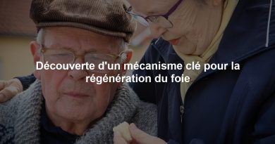 Découverte d'un mécanisme clé pour la régénération du foie