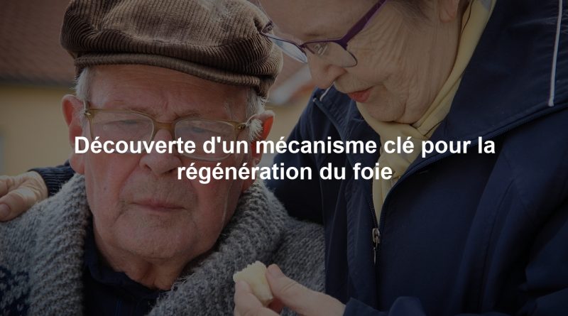 Découverte d'un mécanisme clé pour la régénération du foie