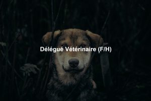 Délégué Vétérinaire (F/H)
