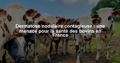 Dermatose nodulaire contagieuse : une menace pour la santé des bovins en France