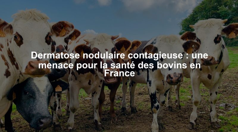 Dermatose nodulaire contagieuse : une menace pour la santé des bovins en France