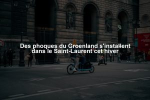 Des phoques du Groenland s'installent dans le Saint-Laurent cet hiver