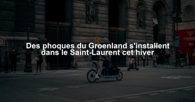 Des phoques du Groenland s'installent dans le Saint-Laurent cet hiver
