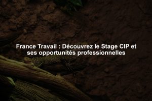 France Travail : Découvrez le Stage CIP et ses opportunités professionnelles