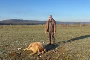 Un agriculteur capture en vidéo une meute de loups près de son exploitation pendant la nuit