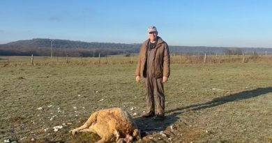 Un agriculteur capture en vidéo une meute de loups près de son exploitation pendant la nuit