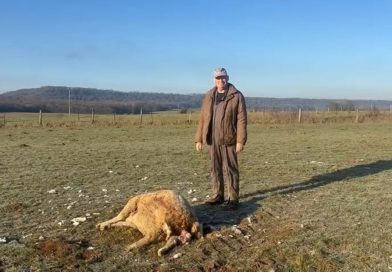 Un agriculteur capture en vidéo une meute de loups près de son exploitation pendant la nuit