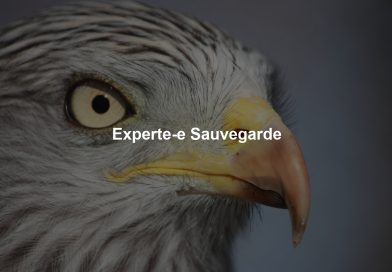 Experte-e Sauvegarde