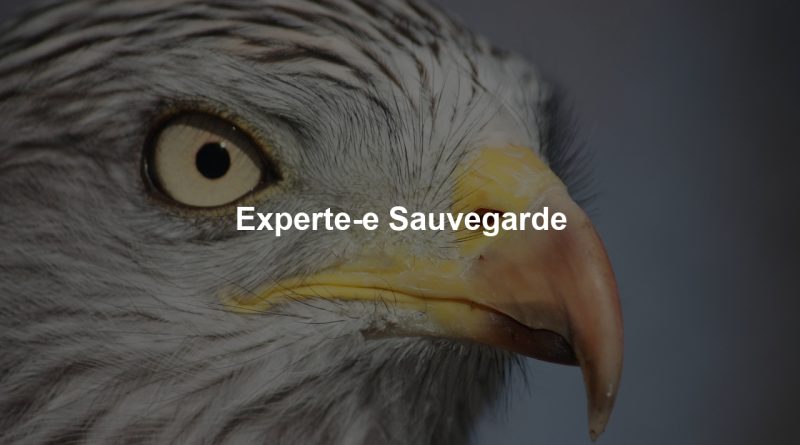 Experte-e Sauvegarde