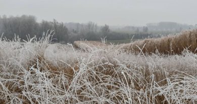 Neige et froid en Belgique pour le Nouvel An : vigilance sur les routes et pour la santé Météo en Belgique : temps variable avant un Nouvel An marqué par une ambiance hivernale