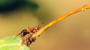 Décembre doux : un risque pour les insectes et les cultures, selon RTBF Actus