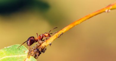 Décembre doux : un risque pour les insectes et les cultures, selon RTBF Actus