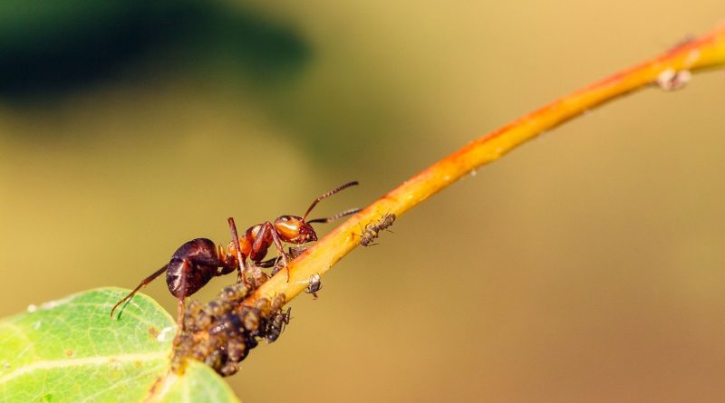 Décembre doux : un risque pour les insectes et les cultures, selon RTBF Actus