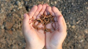 Une start-up japonaise réussit à produire du kérosène à partir des larves géantes d'un ver très commun