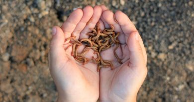 Une start-up japonaise transforme des larves géantes en kérosène durable Une start-up japonaise réussit à produire du kérosène à partir des larves géantes d'un ver très commun