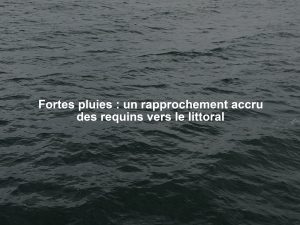 Fortes pluies : un rapprochement accru des requins vers le littoral