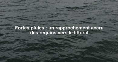 Fortes pluies : un rapprochement accru des requins vers le littoral