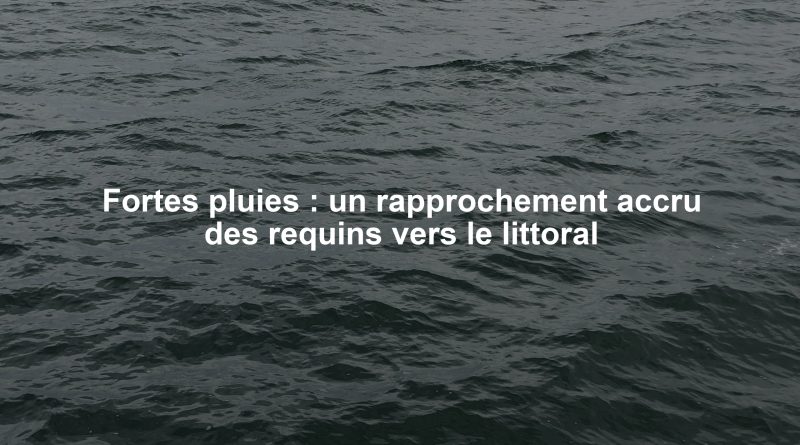Fortes pluies : un rapprochement accru des requins vers le littoral