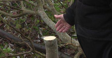 Dix arbres fruitiers abattus dans les marais de Bourges, un acte de vandalisme dénoncé