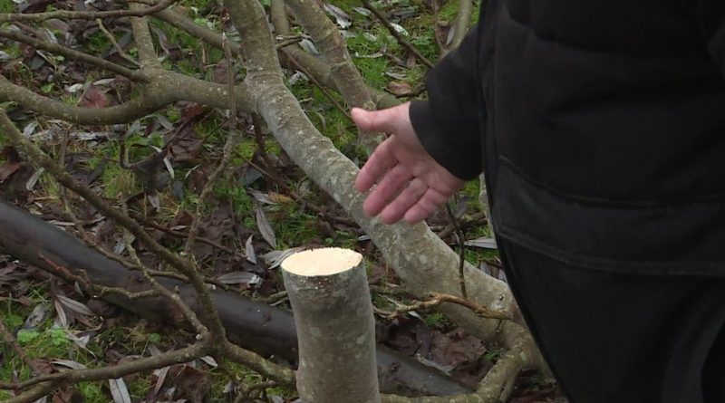 Dix arbres fruitiers abattus dans les marais de Bourges, un acte de vandalisme dénoncé