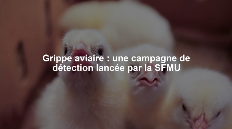 Grippe aviaire : une campagne de détection lancée par la SFMU