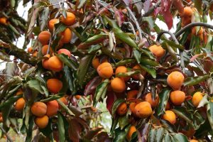 "Le consommateur ne connaît pas du tout le kaki", ce fruit aux nombreuses vertus se cultive aussi sur le littoral atlantique