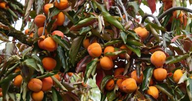 "Le consommateur ne connaît pas du tout le kaki", ce fruit aux nombreuses vertus se cultive aussi sur le littoral atlantique