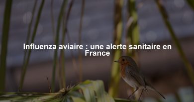 Influenza aviaire : une alerte sanitaire en France