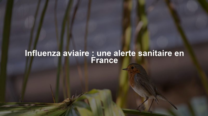 Influenza aviaire : une alerte sanitaire en France