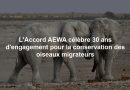 L'Accord AEWA célèbre 30 ans d'engagement pour la conservation des oiseaux migrateurs