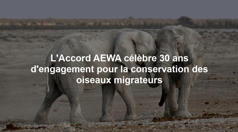 L'Accord AEWA célèbre 30 ans d'engagement pour la conservation des oiseaux migrateurs