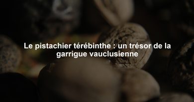 Le pistachier térébinthe : un trésor de la garrigue vauclusienne