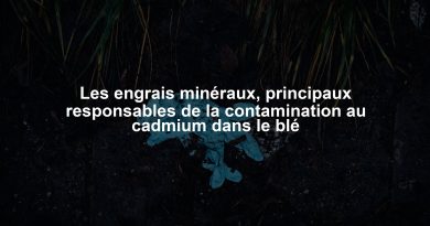 Les engrais minéraux, principaux responsables de la contamination au cadmium dans le blé