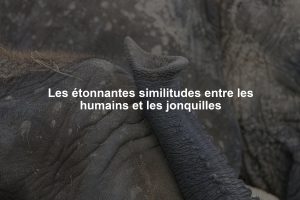 Les étonnantes similitudes entre les humains et les jonquilles