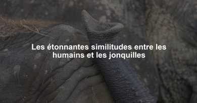 Les étonnantes similitudes entre les humains et les jonquilles