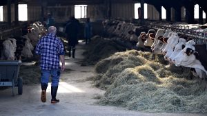 Dermatose nodulaire : 300 agriculteurs unis pour sauver un troupeau dans le Doubs